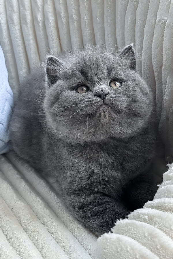 Oliver | British Shorthair Kitten