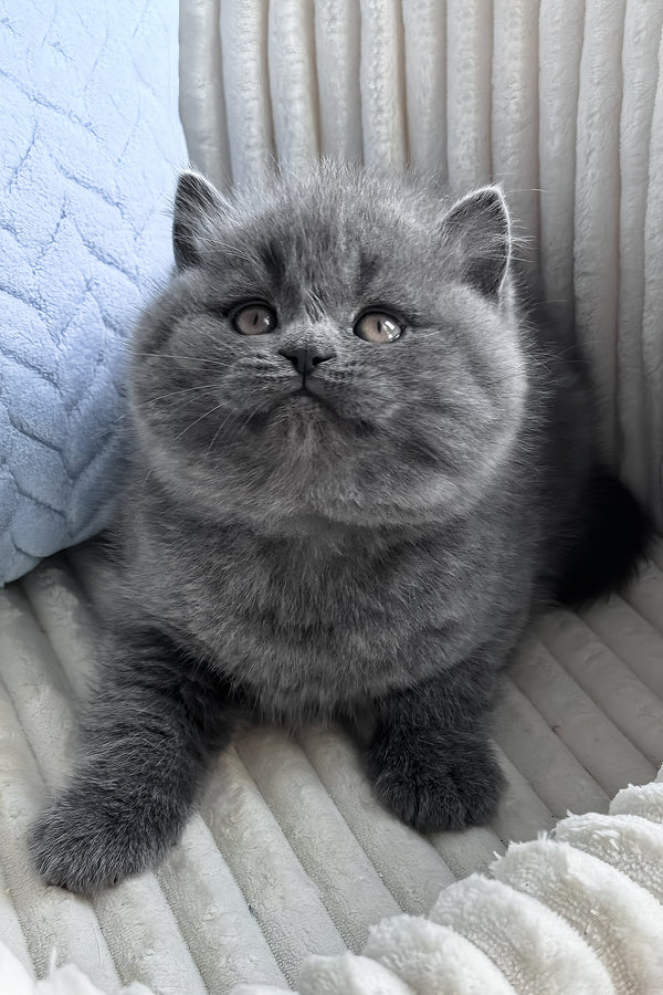 Oliver | British Shorthair Kitten