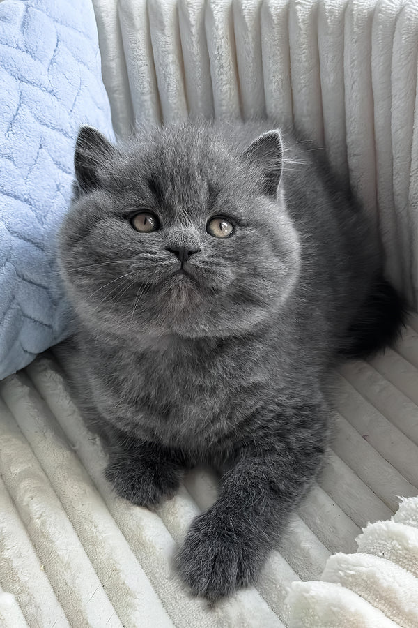 Oliver | British Shorthair Kitten