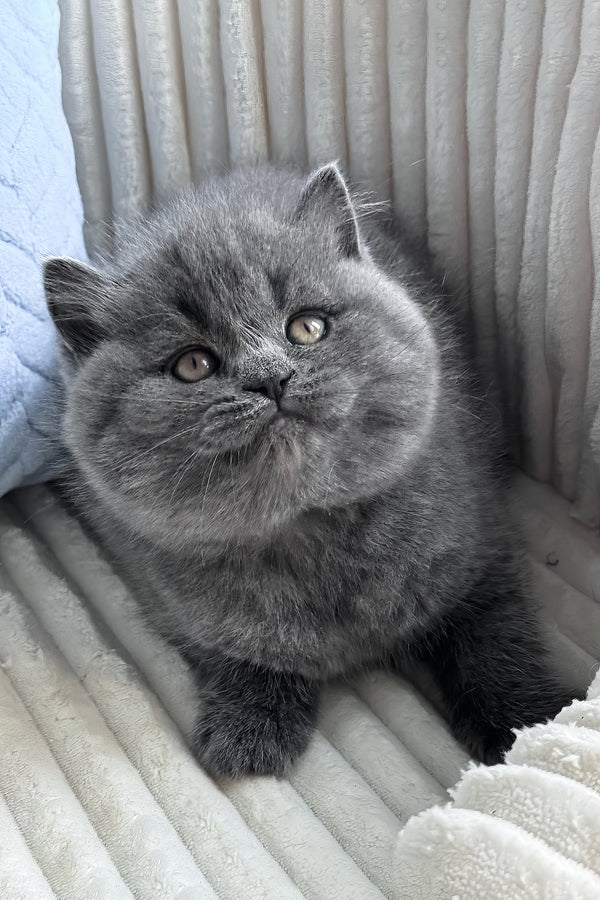 Oliver | British Shorthair Kitten