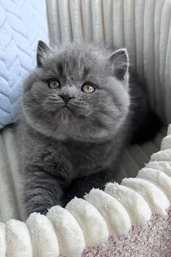 Oliver | British Shorthair Kitten