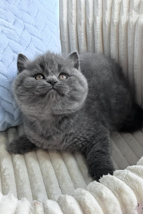 Oliver | British Shorthair Kitten