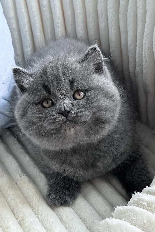 Oliver | British Shorthair Kitten