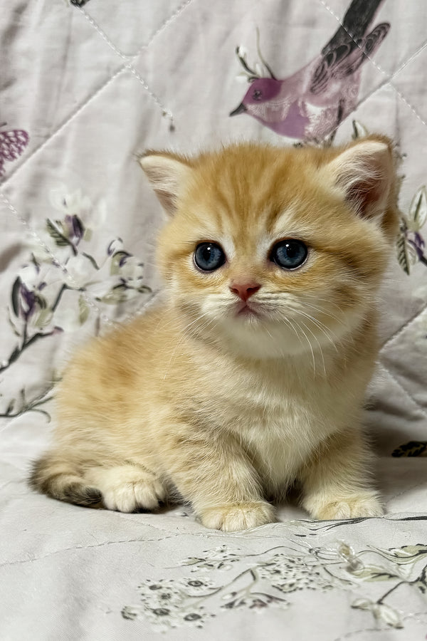 Otto | British Shorthair Kitten
