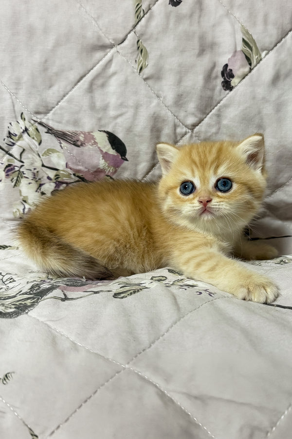Otto | British Shorthair Kitten