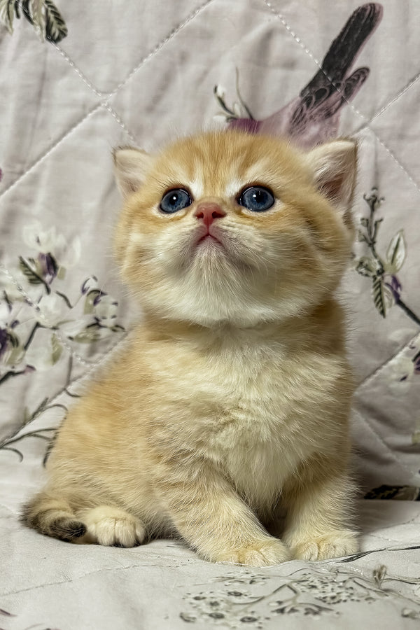 Otto | British Shorthair Kitten