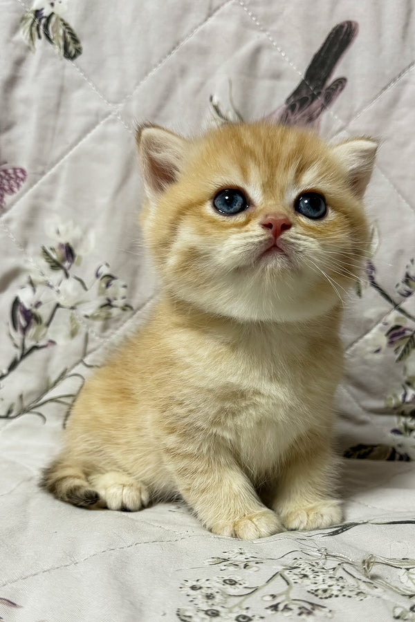 Otto | British Shorthair Kitten