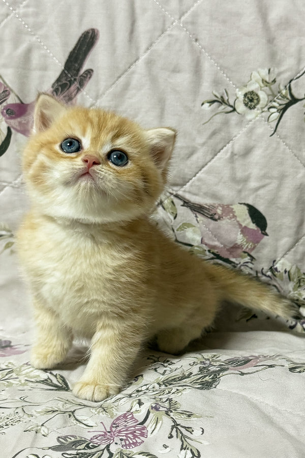 Otto | British Shorthair Kitten