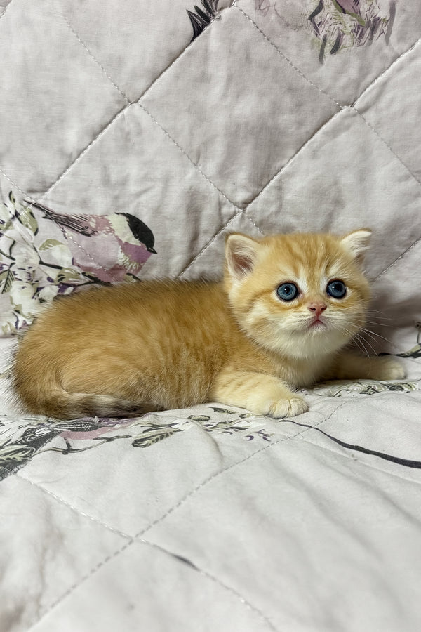 Otto | British Shorthair Kitten