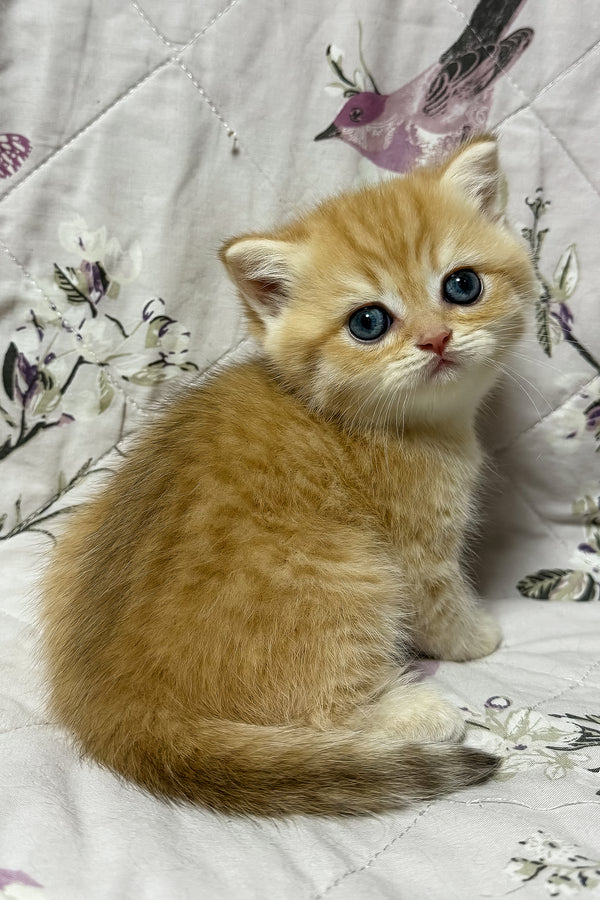 Otto | British Shorthair Kitten
