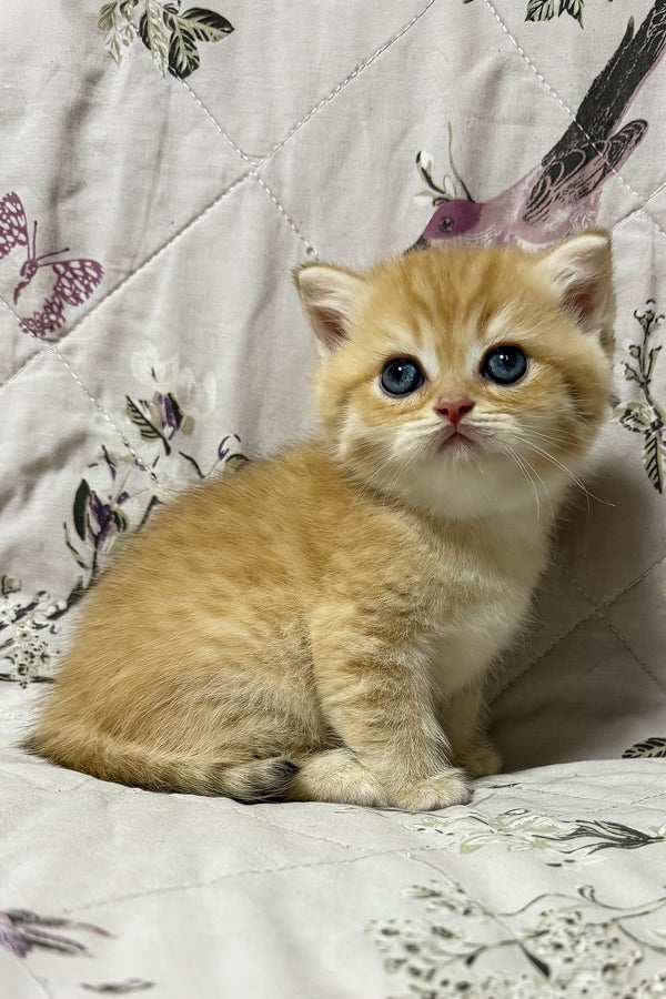 Otto | British Shorthair Kitten