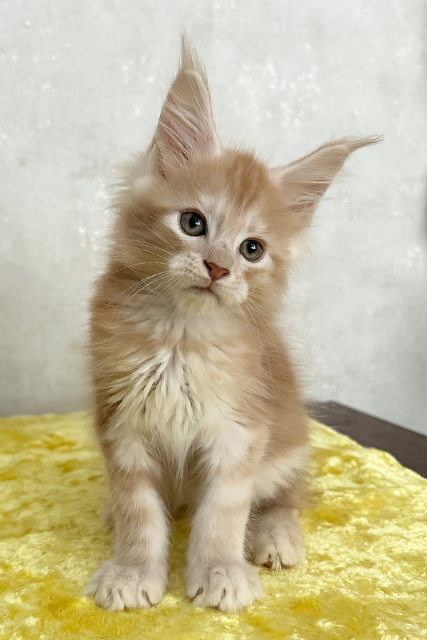 Oliver | Maine Coon Kitten