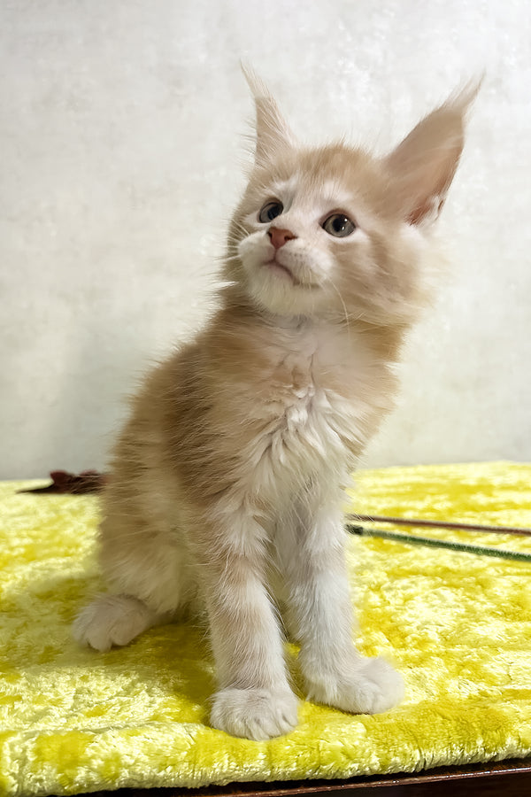Oliver | Maine Coon Kitten
