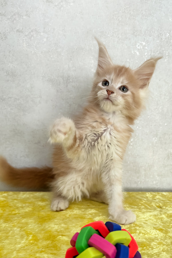Oliver | Maine Coon Kitten