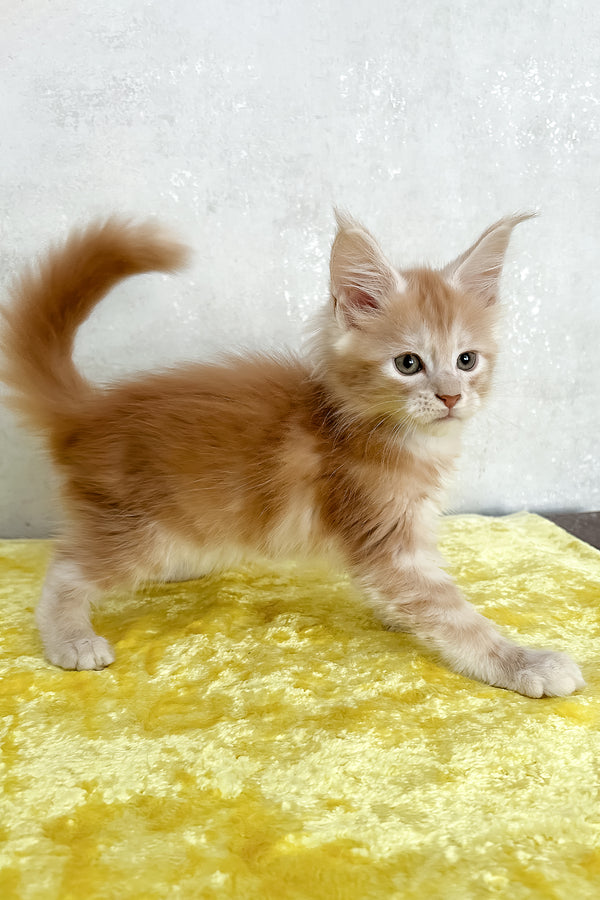 Oliver | Maine Coon Kitten