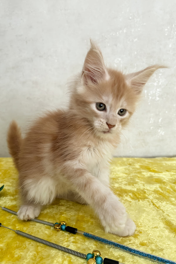 Oliver | Maine Coon Kitten