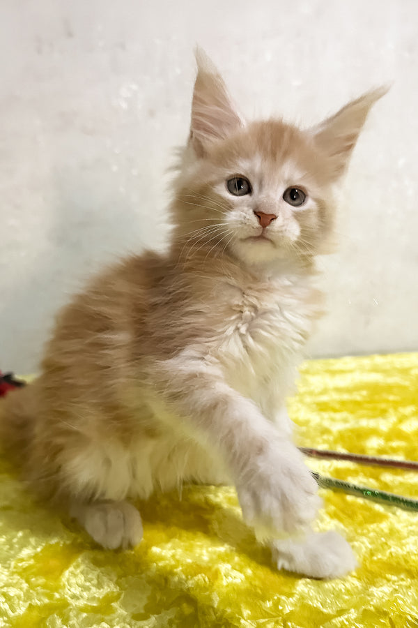 Oliver | Maine Coon Kitten