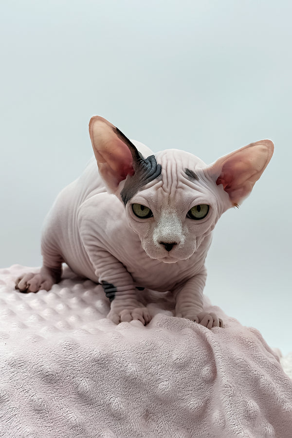 Olivia | Dwelf Sphynx Kitten