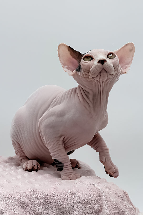 Olivia | Dwelf Sphynx Kitten