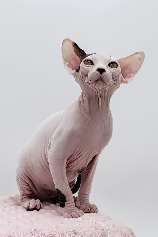 Olivia | Dwelf Sphynx Kitten