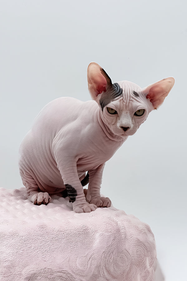 Olivia | Dwelf Sphynx Kitten