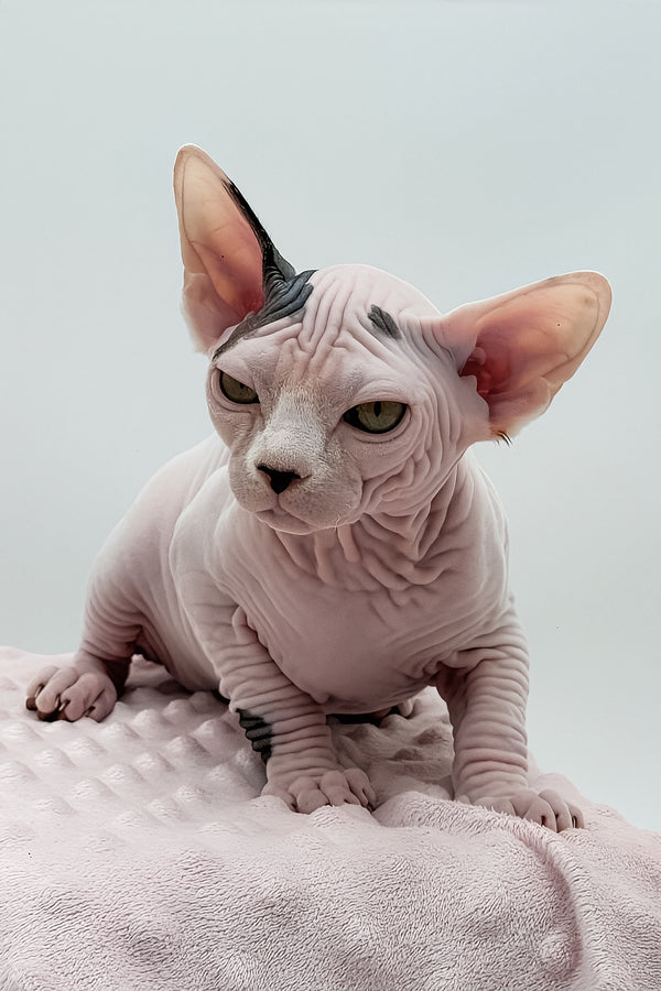 Olivia | Dwelf Sphynx Kitten