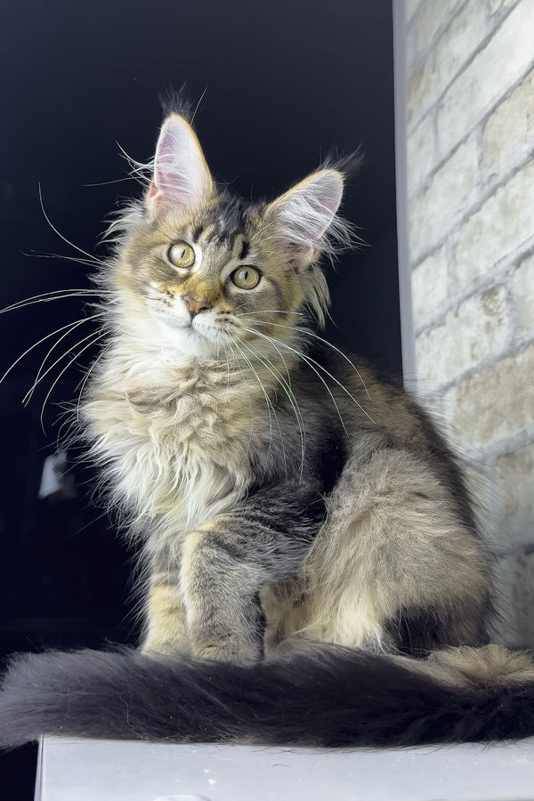 Olivia | Maine Coon Kitten