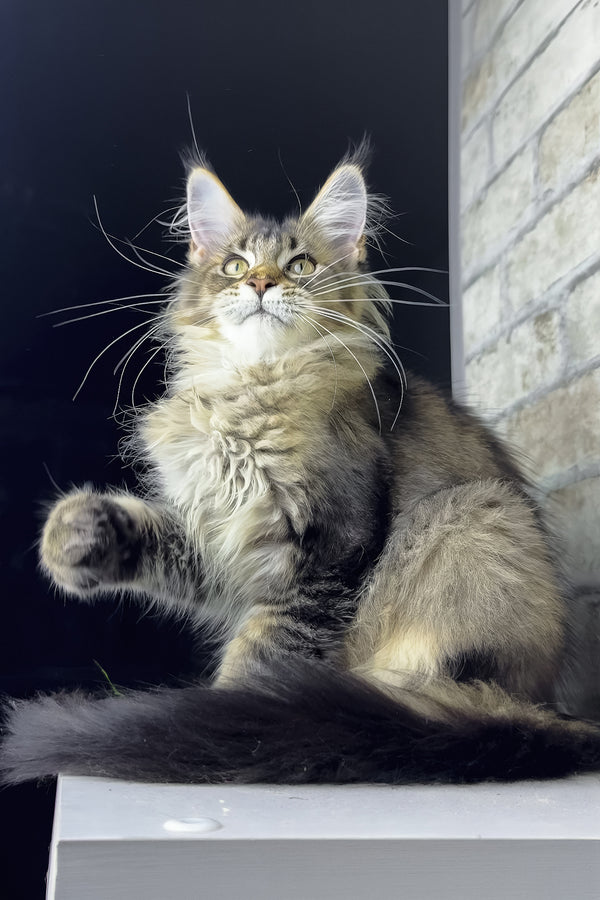 Olivia | Maine Coon Kitten