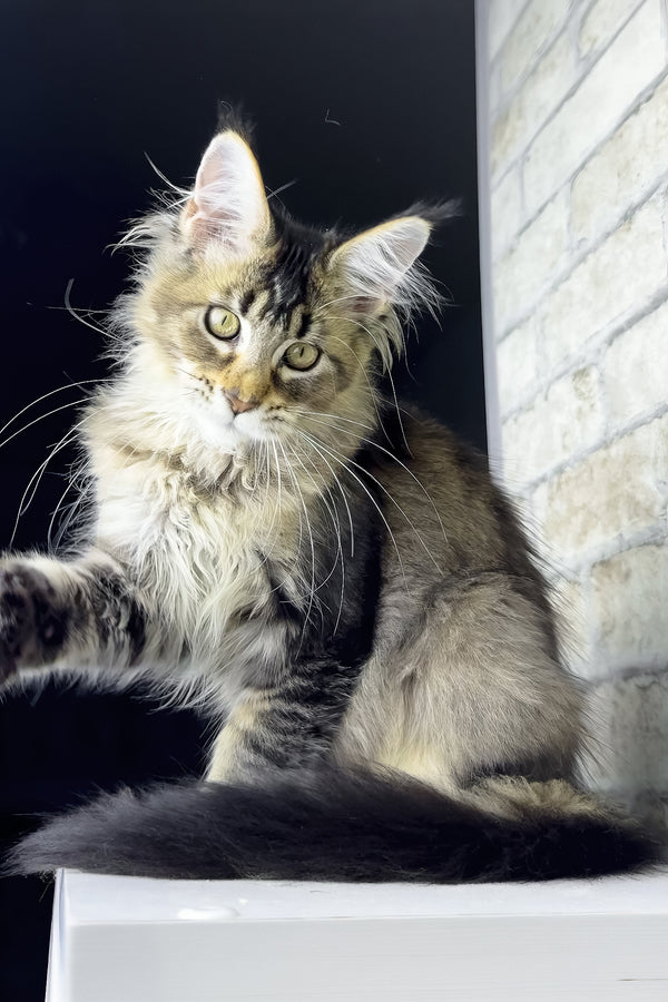 Olivia | Maine Coon Kitten