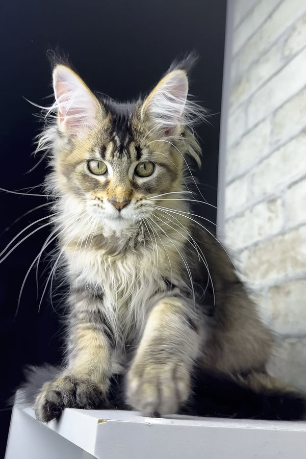 Olivia | Maine Coon Kitten