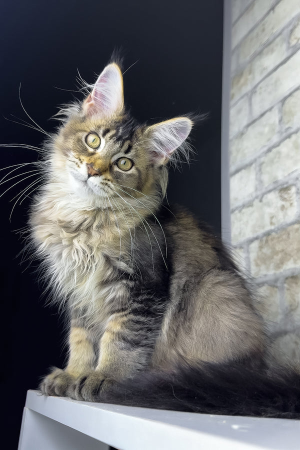 Olivia | Maine Coon Kitten