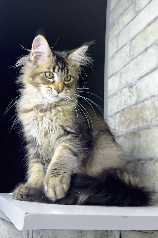 Olivia | Maine Coon Kitten