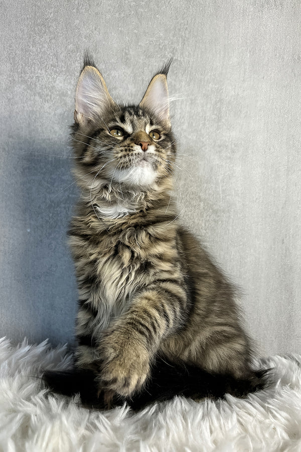 Olly | Maine Coon Kitten