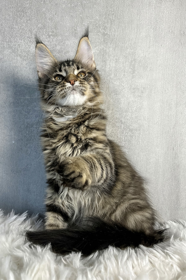 Olly | Maine Coon Kitten