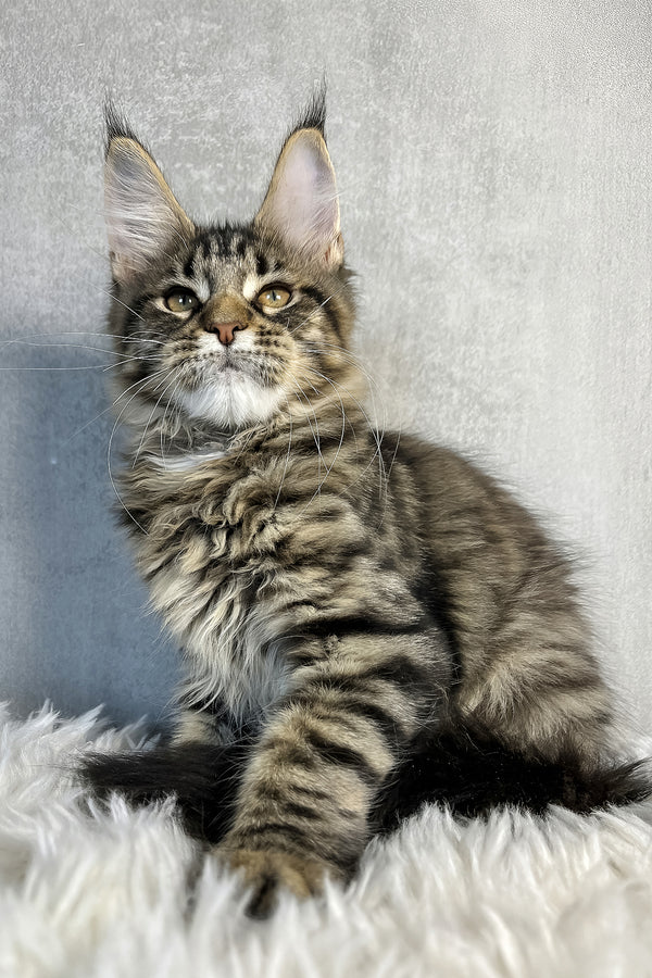 Olly | Maine Coon Kitten