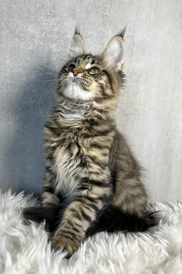 Olly | Maine Coon Kitten