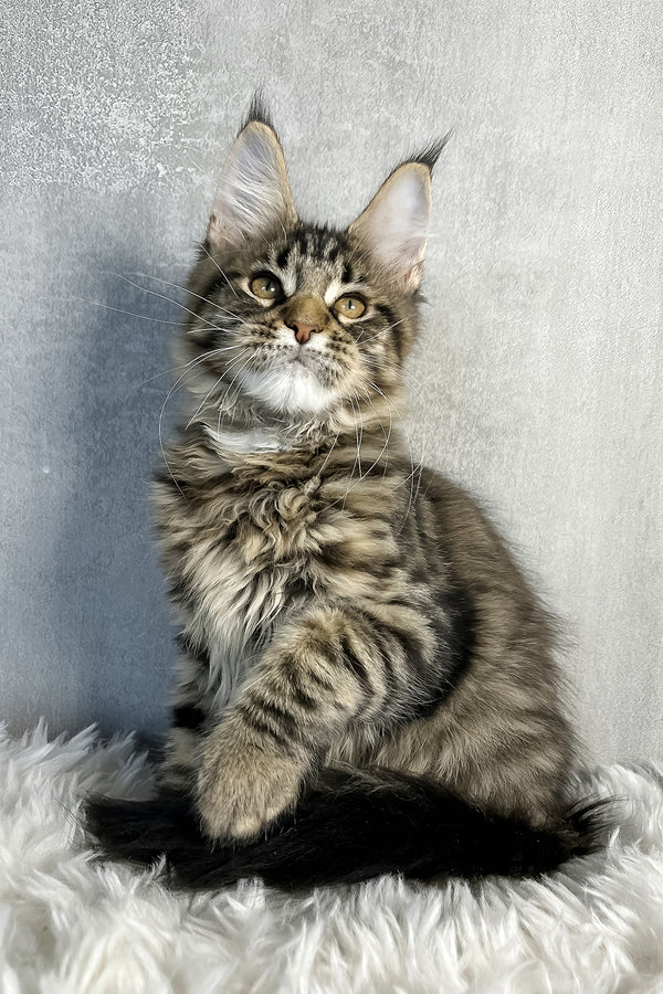 Olly | Maine Coon Kitten
