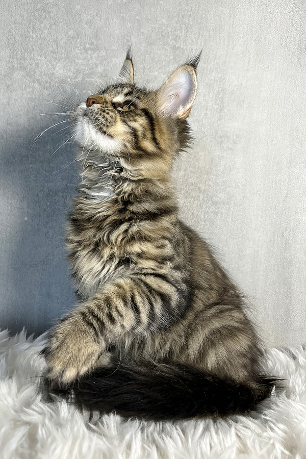 Olly | Maine Coon Kitten
