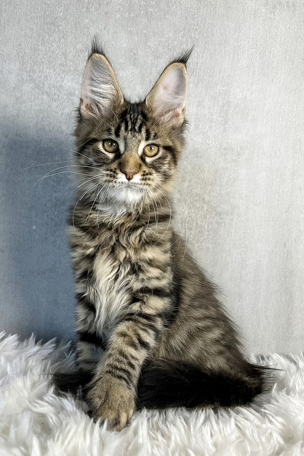 Olly | Maine Coon Kitten