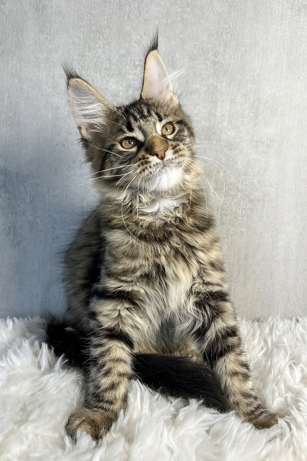 Olly | Maine Coon Kitten