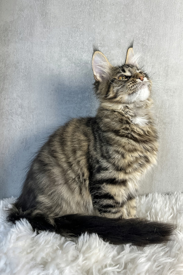 Olly | Maine Coon Kitten
