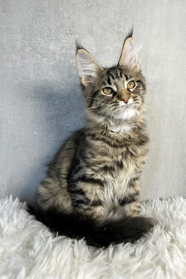 Olly | Maine Coon Kitten