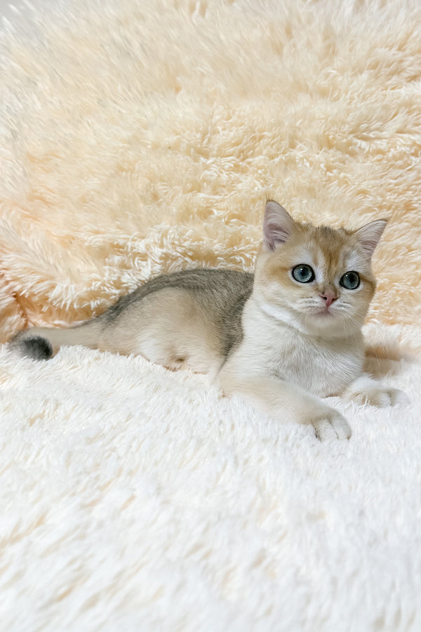 Olly | British Shorthair Kitten