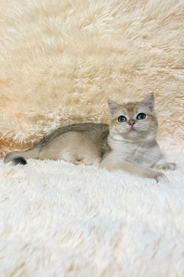 Olly | British Shorthair Kitten