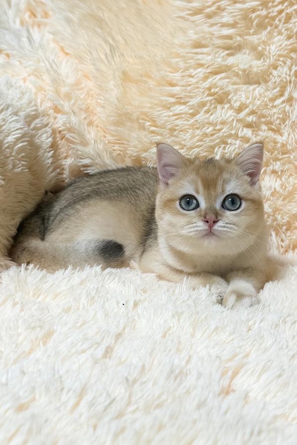 Olly | British Shorthair Kitten