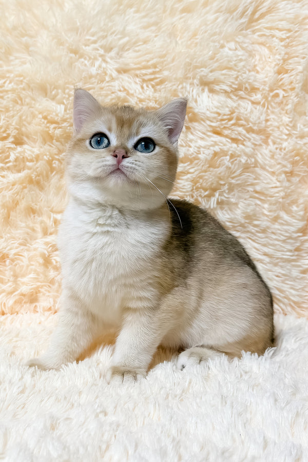 Olly | British Shorthair Kitten