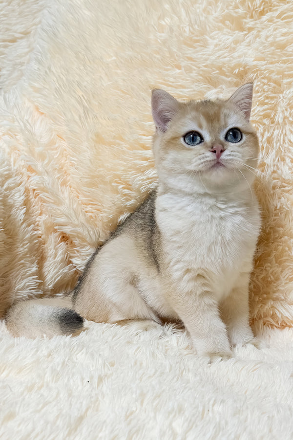 Olly | British Shorthair Kitten