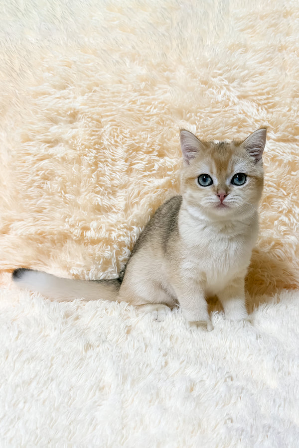 Olly | British Shorthair Kitten