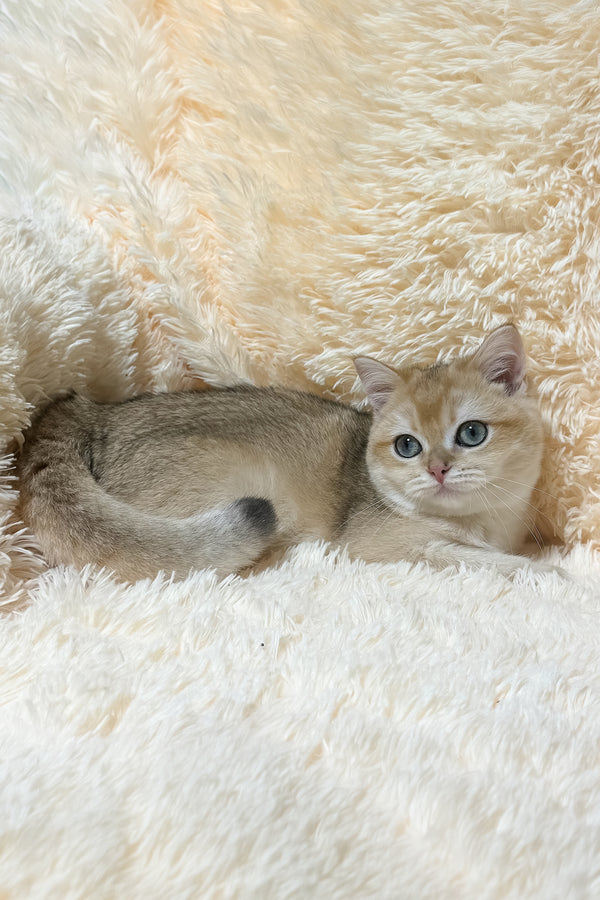 Olly | British Shorthair Kitten