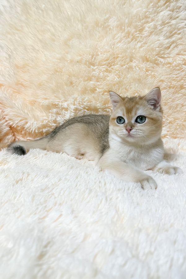 Olly | British Shorthair Kitten